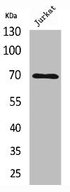 XRCC6 Antibody
