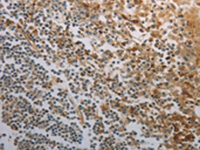INHA Antibody
