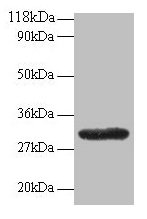 GPR161 Antibody