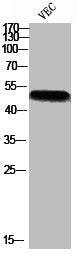 Phospho-NCF1 (S370) Antibody