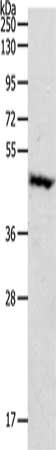 PDK4 Antibody