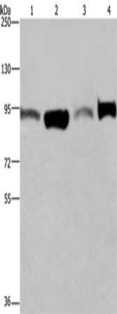 ELAC2 Antibody
