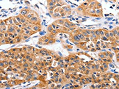 YWHAG Antibody