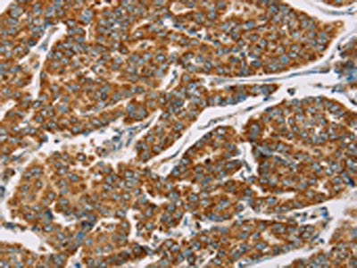 DLL4 Antibody