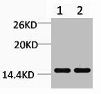 Mono-Methyl-Histone H3 (Lys18) Antibody