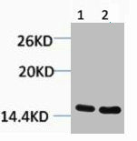Mono-Methyl-Histone H3 (Arg26) Antibody