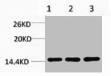 Di-Methyl-Histone H3 (Lys36) Antibody