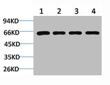 BECN1 Antibody