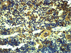 TLR6 Antibody