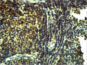 TLR8 Antibody