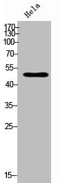 ZNF280A Antibody
