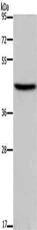 TFDP1 Antibody