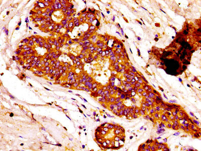 FASN Antibody