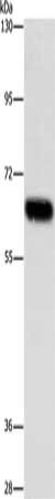 ARSF Antibody