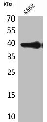 HSPA7 Antibody