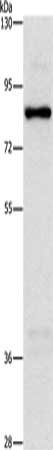 NOL9 Antibody