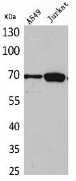 XRCC6 Antibody