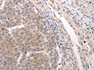 CDC37 Antibody