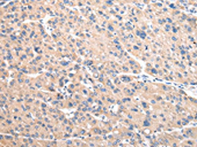 VAMP4 Antibody