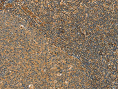 CPA2 Antibody