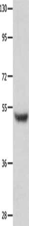 TP73 Antibody