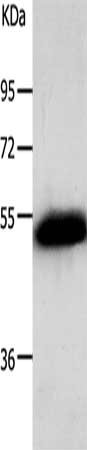 ADRB2 Antibody