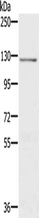 CDH4 Antibody