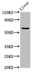 NT5C2 Antibody