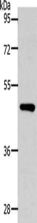SLC16A14 Antibody