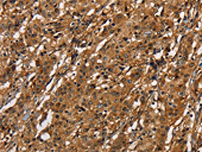 ICAM1 Antibody