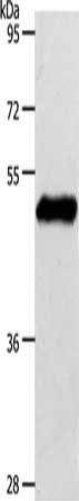 S1PR1 Antibody