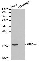 Histone H3K9me1 Antibody