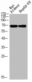 Phospho-XRCC6 (S5) Antibody
