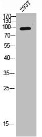 AXL Antibody