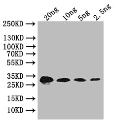 bslA Antibody