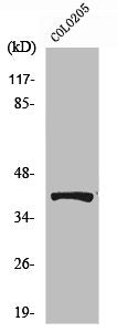 Phospho-PRKAB1 (S182) Antibody