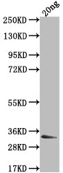 EBNA3 Antibody