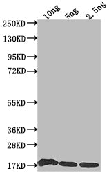 S Antibody