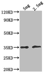 DOT5 Antibody