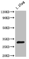 otsB Antibody