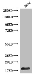 lacY Antibody