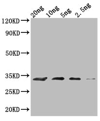 MIC60 Antibody