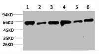 PRKAA2 Antibody