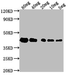 ZIP1 Antibody