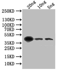 gL Antibody