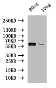 NUC1 Antibody