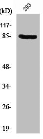 PNPT1 Antibody