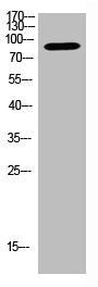 SUPT20H Antibody