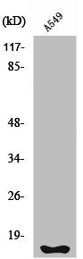 FHIT Antibody