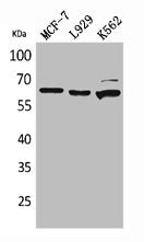 NT5E Antibody